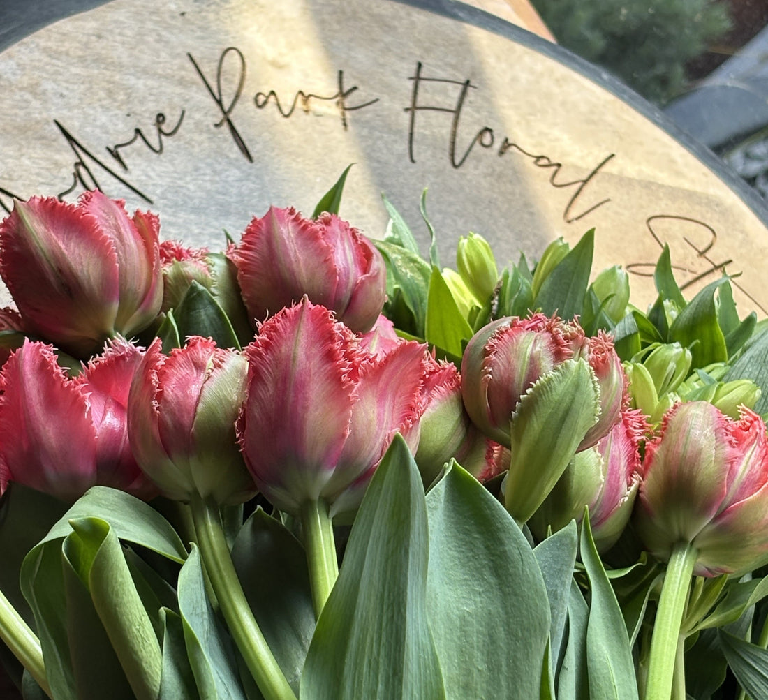 Slow Bloom Briefing : Autumn 2026 — Community, collaboration and thoughtful giving