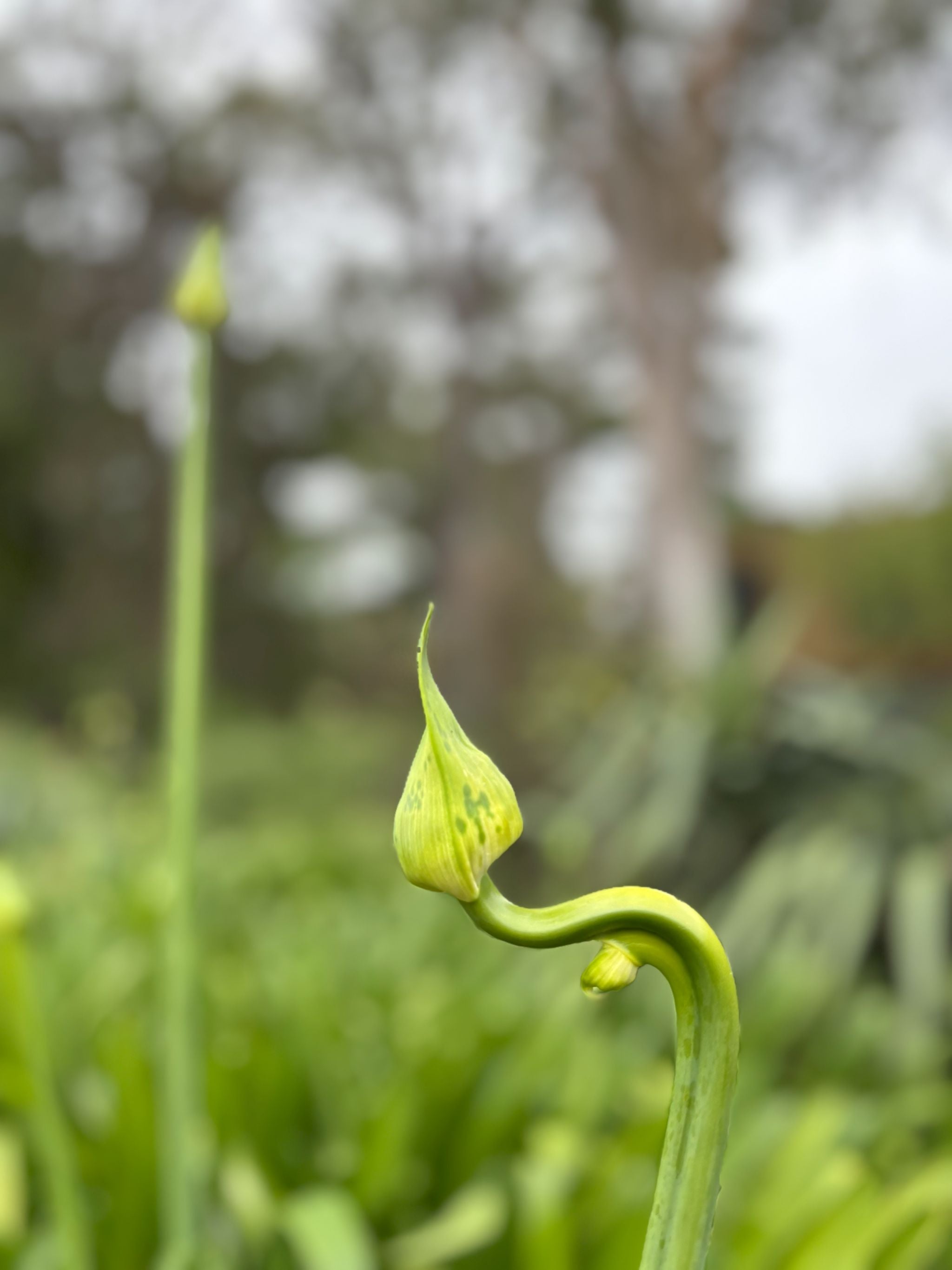 To Honour Her Strength | Bespoke Flowers Melbourne | Ardrie Park Floral ...