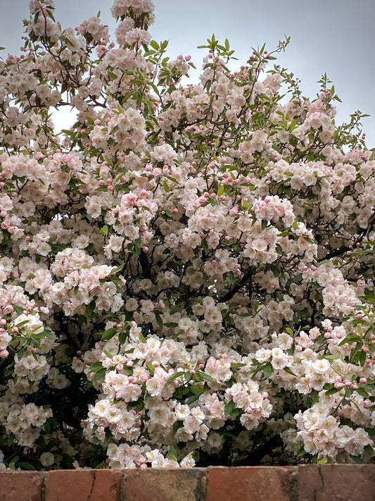 A canopy of soft pink blossoms blooming beyond a quiet brick wall — symbolising presence, care, and emotional acknowledgement. Ardrie Park Floral Studio