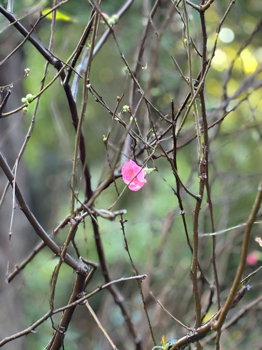 A single pink bloom emerging from a tangle of bare branches, symbolising quiet triumph – Ardrie Park Floral Studio